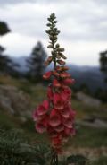 Digitalis purpurea